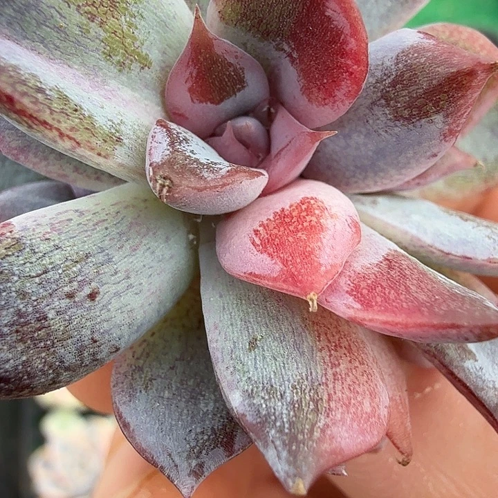 紫禁城锦多肉锦植物