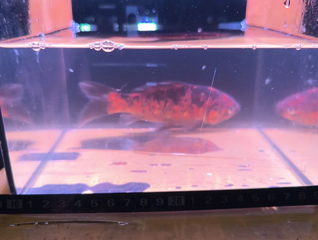 海水鱼品相自鉴全场包邮