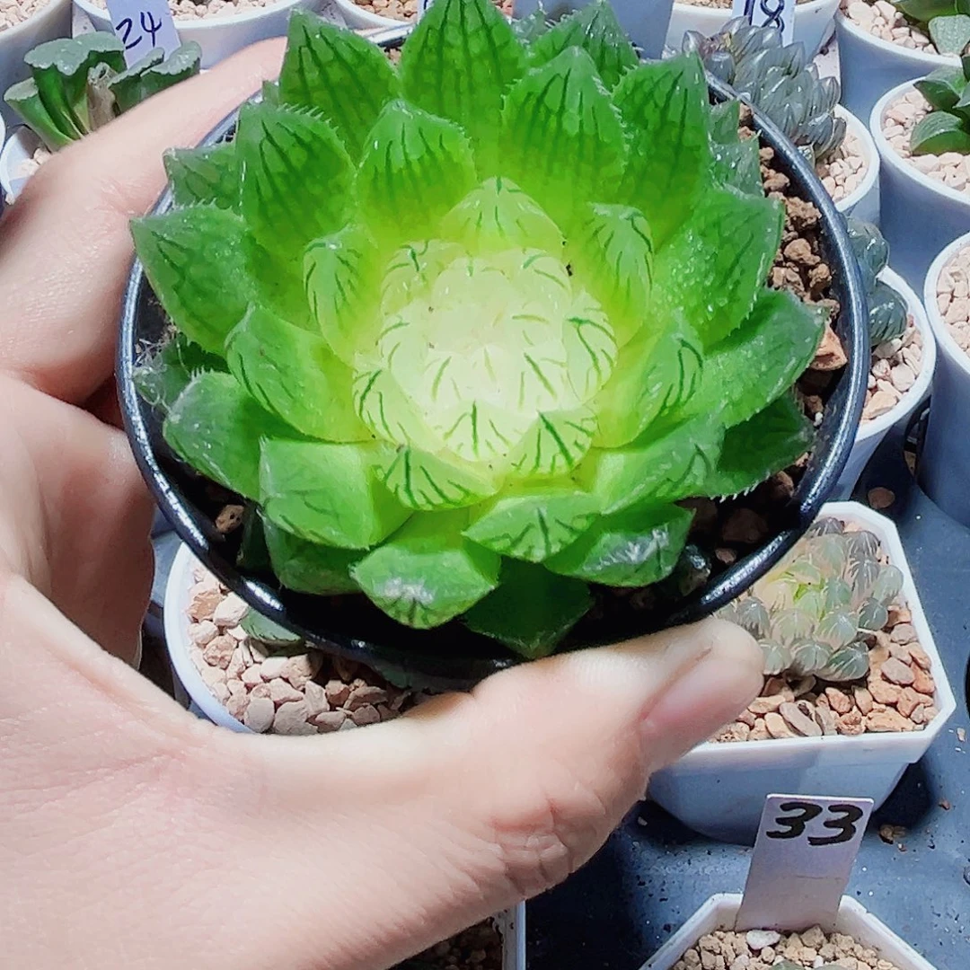 母本白莲花新手福利款