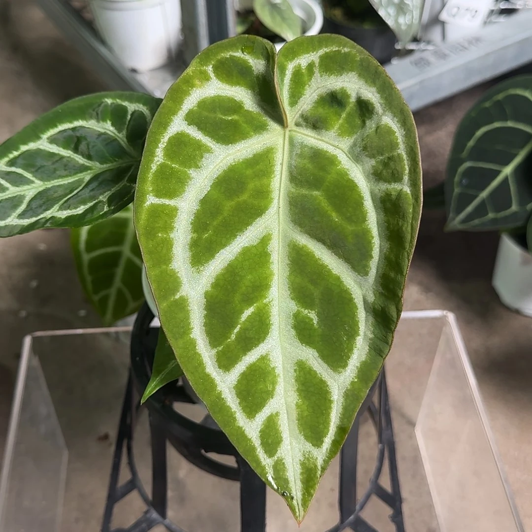 完全开放Q115希望杂