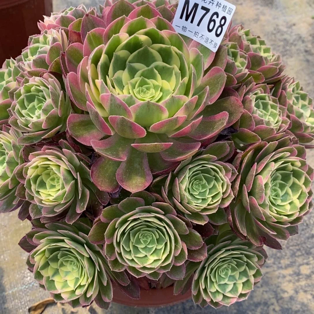 木**子768海仙嫩桩一棵