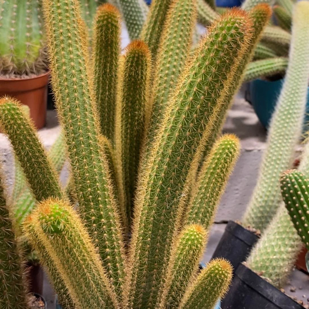 新品摩尔紫金妞群生保10头