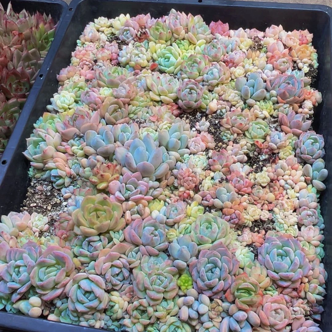 秋***了160多肉植物的生长发育规律