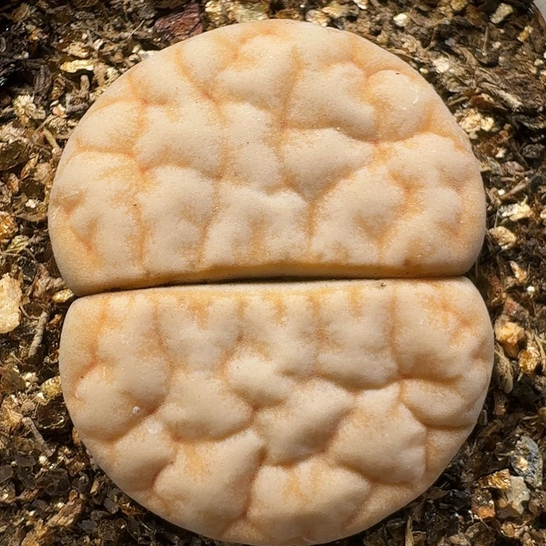 生石花111111、    286