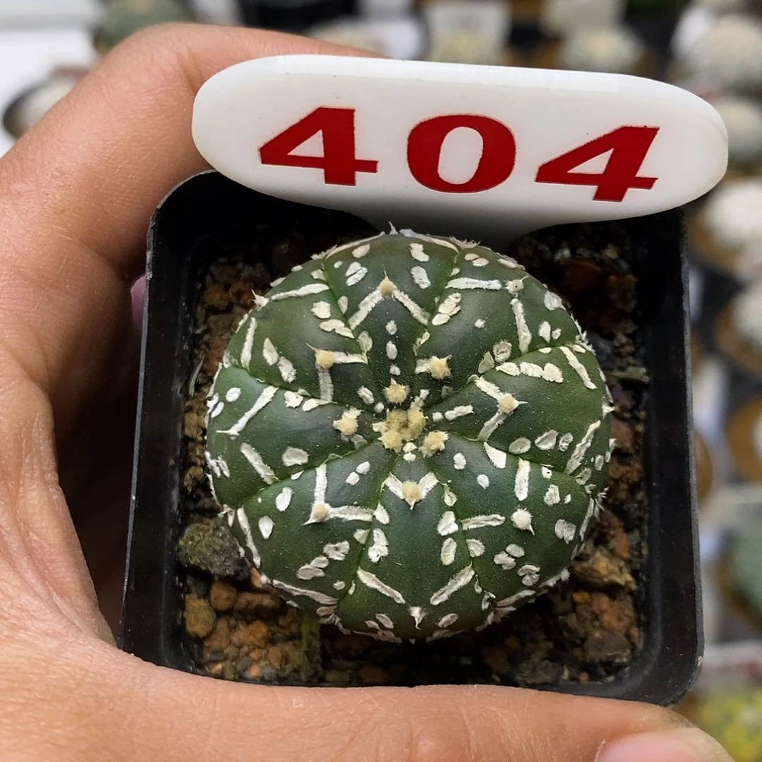 404福利特价来了哦