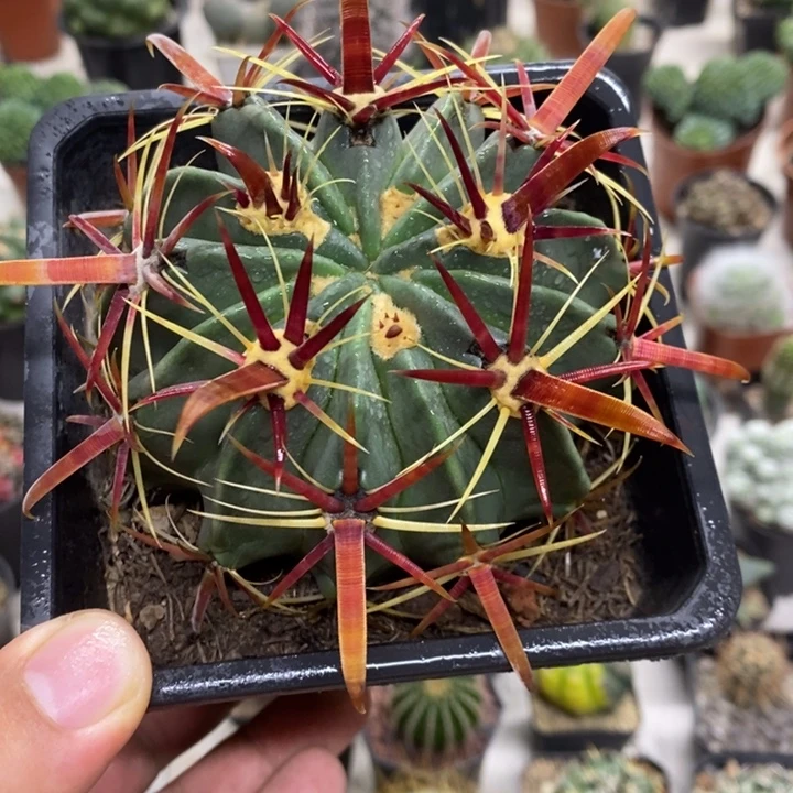 实生宽刺日出特价福利