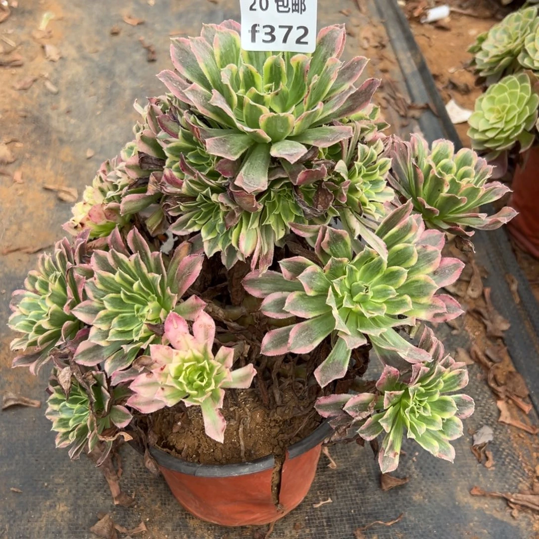 372天河，多肉法师