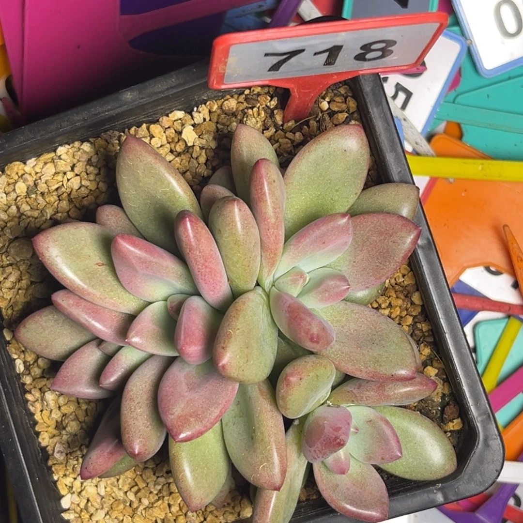 多肉植物赫本鲁斯718