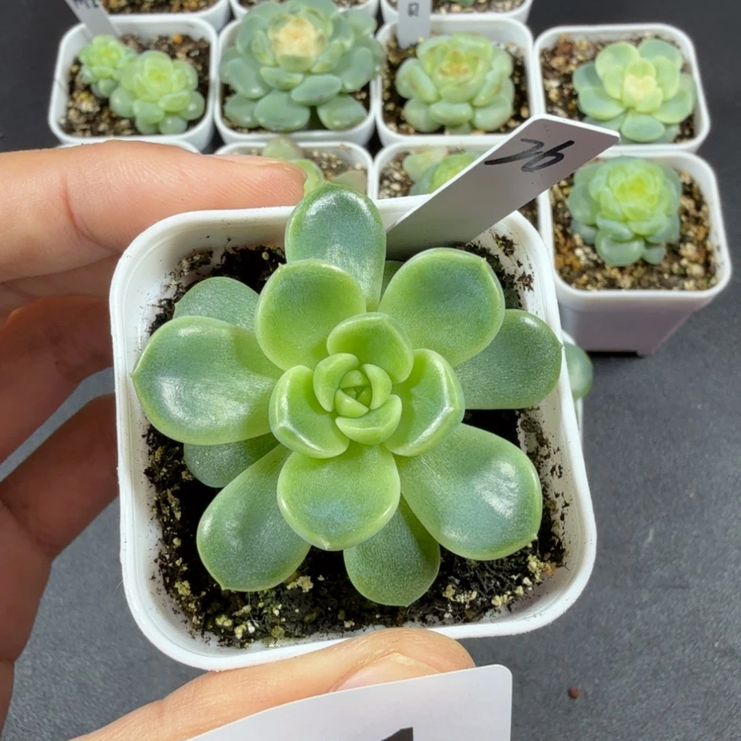 甜心26一物一拍091