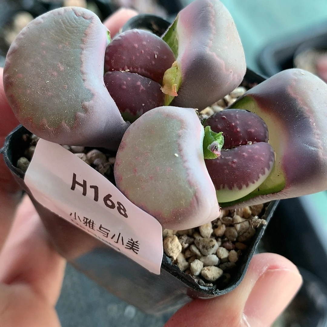 H168多肉植物保护