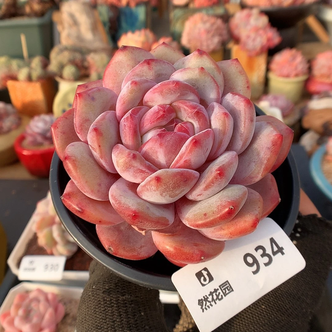 934星影多肉植物666