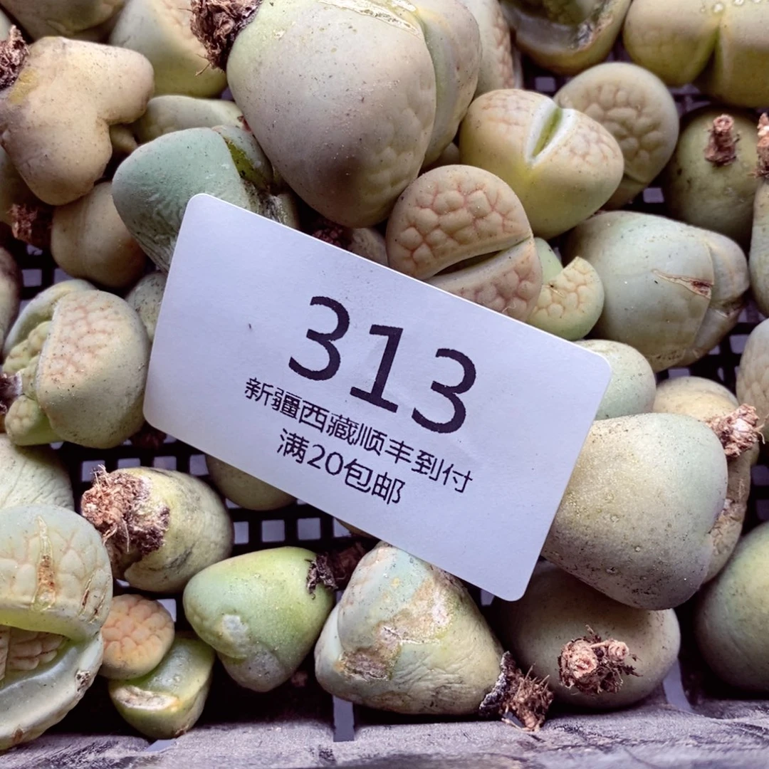 四*我是一只小小鸟地域鬼的人313