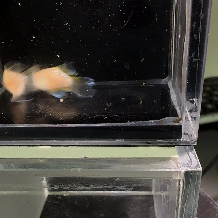 青鳉鱼一物一拍350