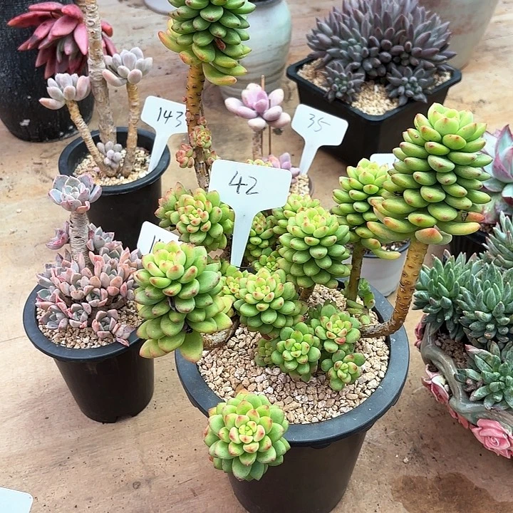 多肉植物，香格里拉42号