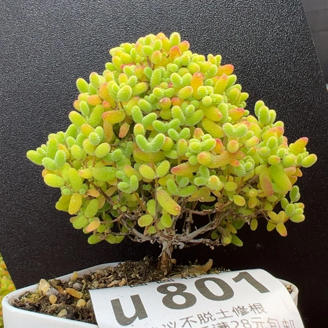 u801精控老桩蜜橘糖球冠幅7cm
