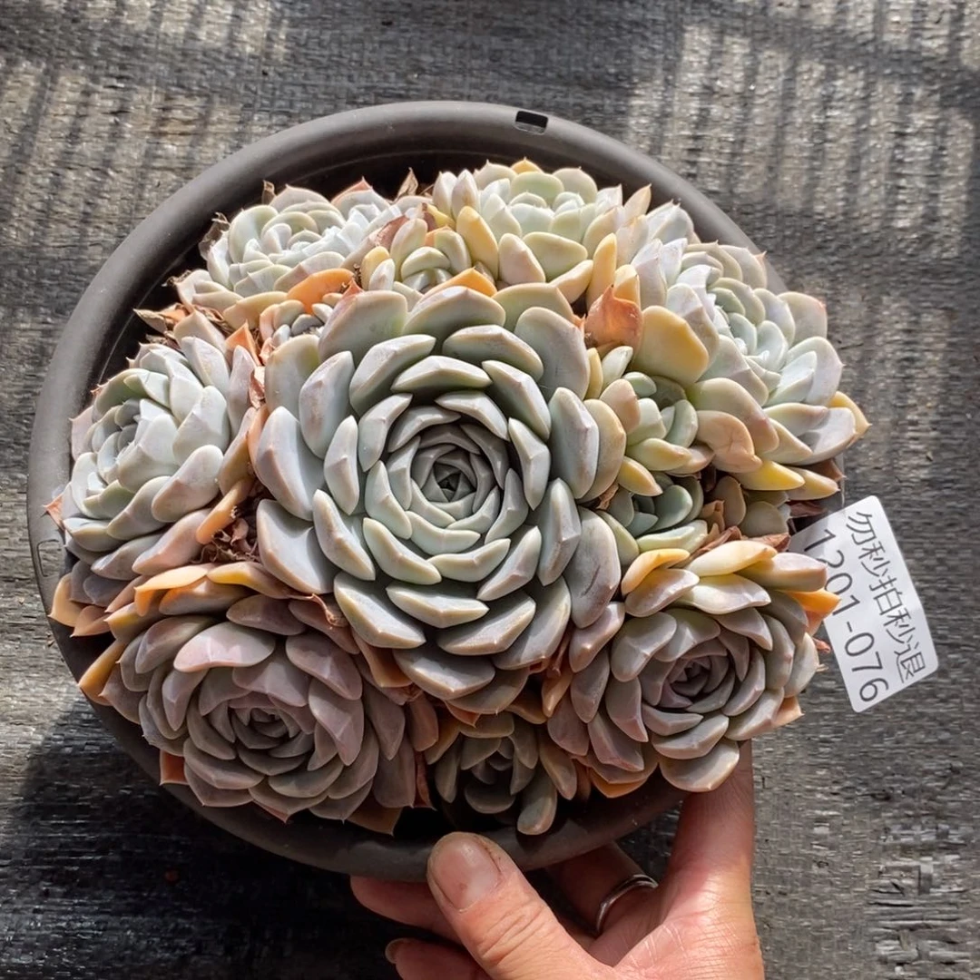 两单包邮1201-76汉堡