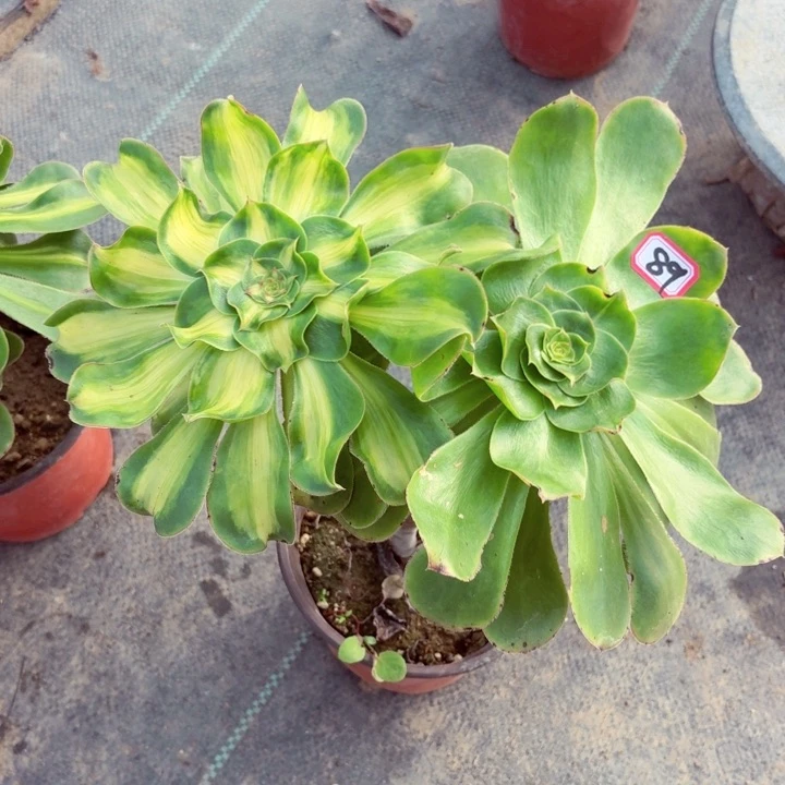 暴君双头89法师多肉