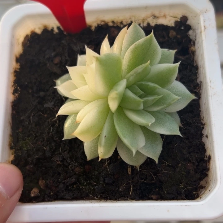2101号黑水晶锦多肉