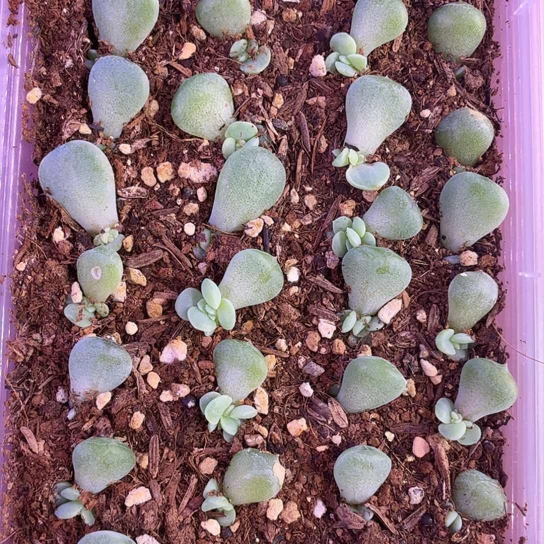 若梦叶片1片量拍