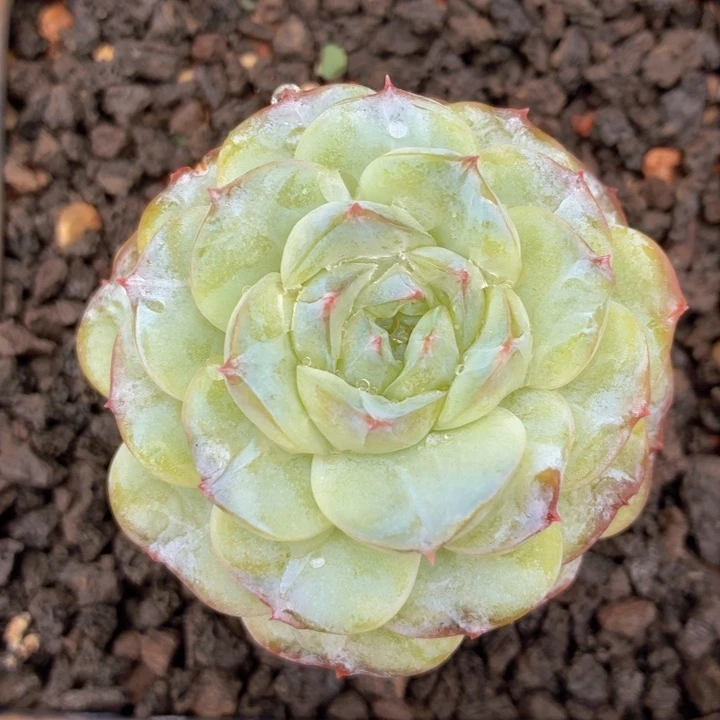 玫瑰型多肉植物冰魄