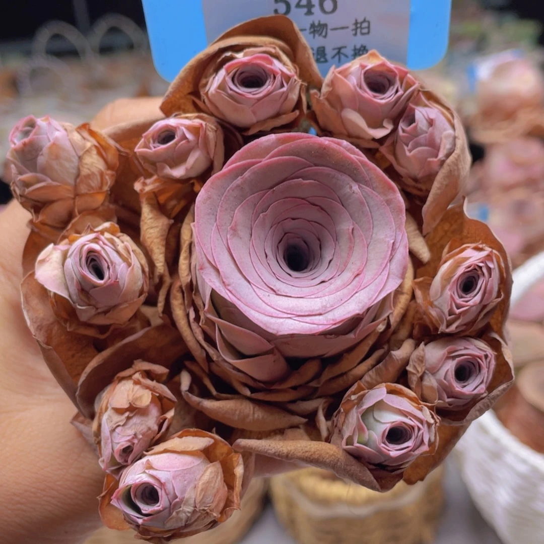 山地玫瑰546断枝不包损不售后