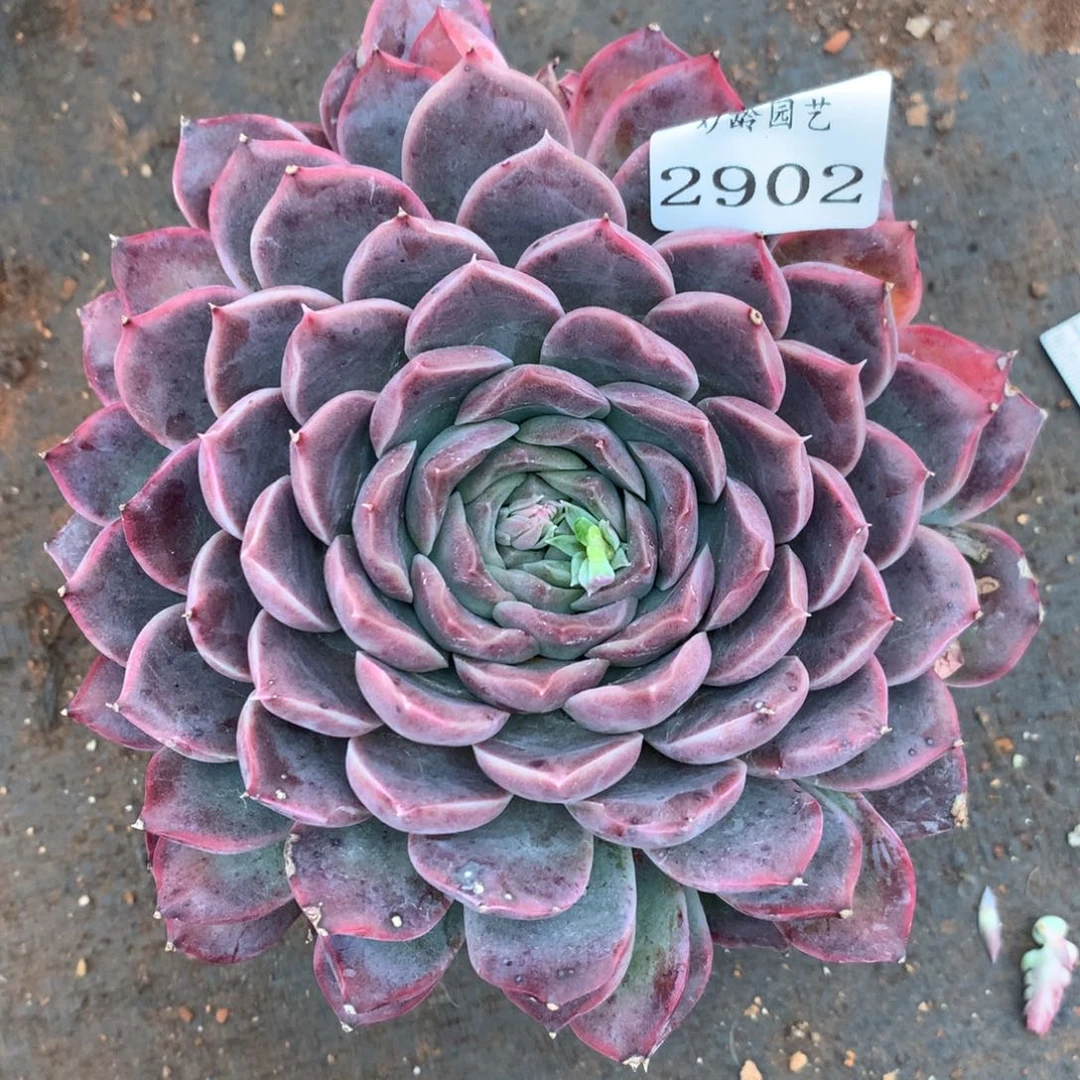 2902杂交多肉老桩