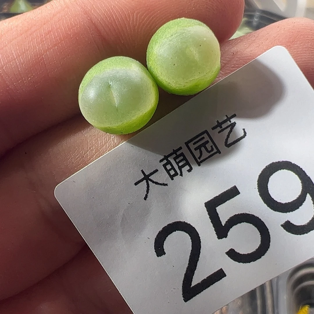 一物一拍默认微瑕。   259
