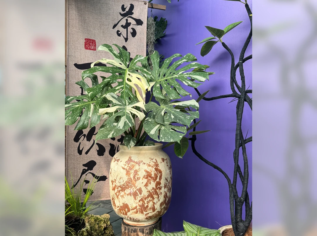 【梅林花行】白锦龟背竹大型室内花卉热带绿植长春四环内包邮