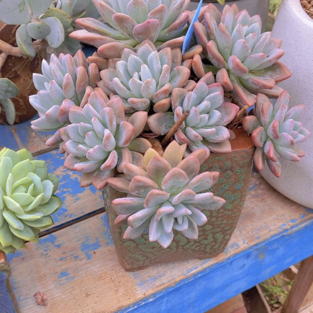 邹***白多肉植物组合盆栽植物