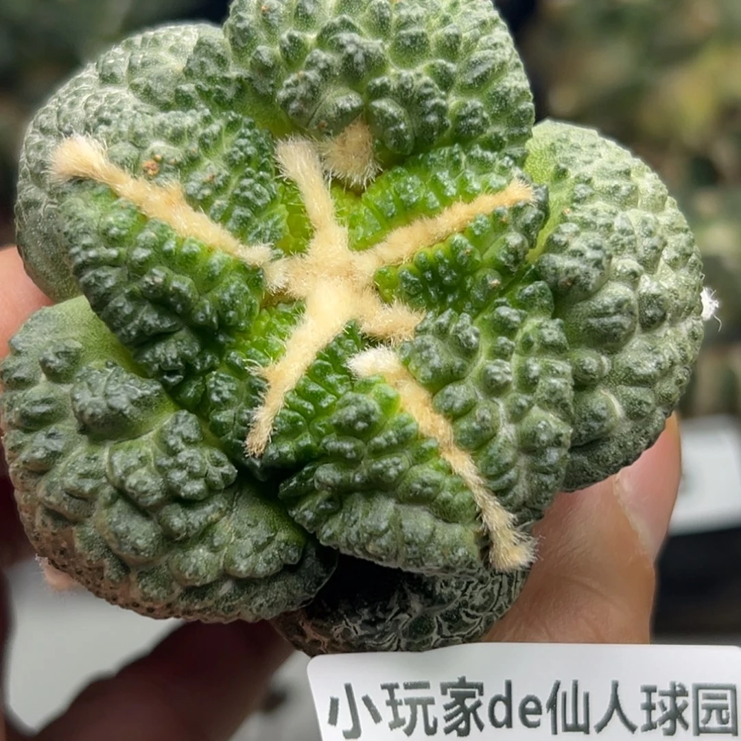 39 仙人球的比赛将