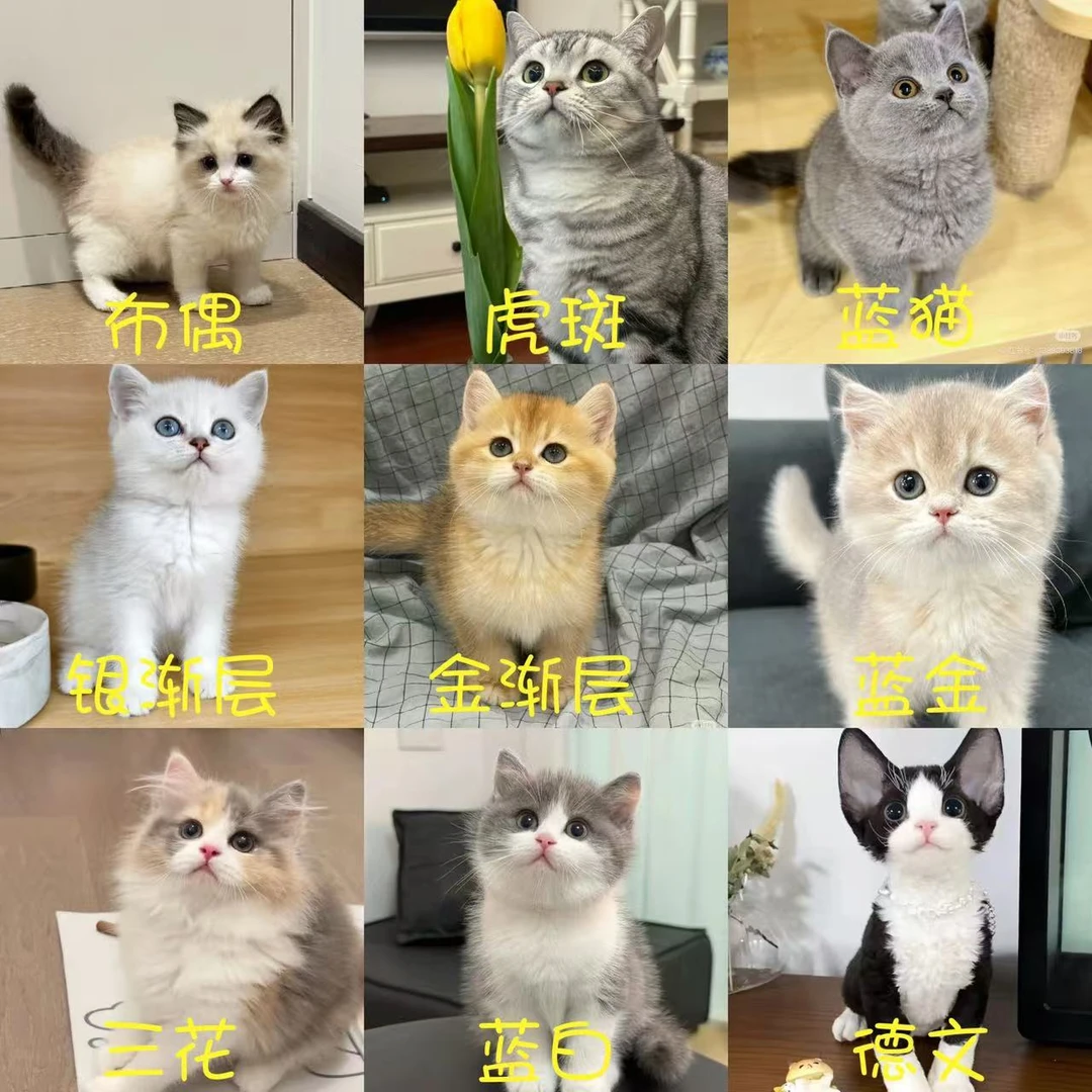 （闪闪）全品种小可爱一对一挑选不满意全额退