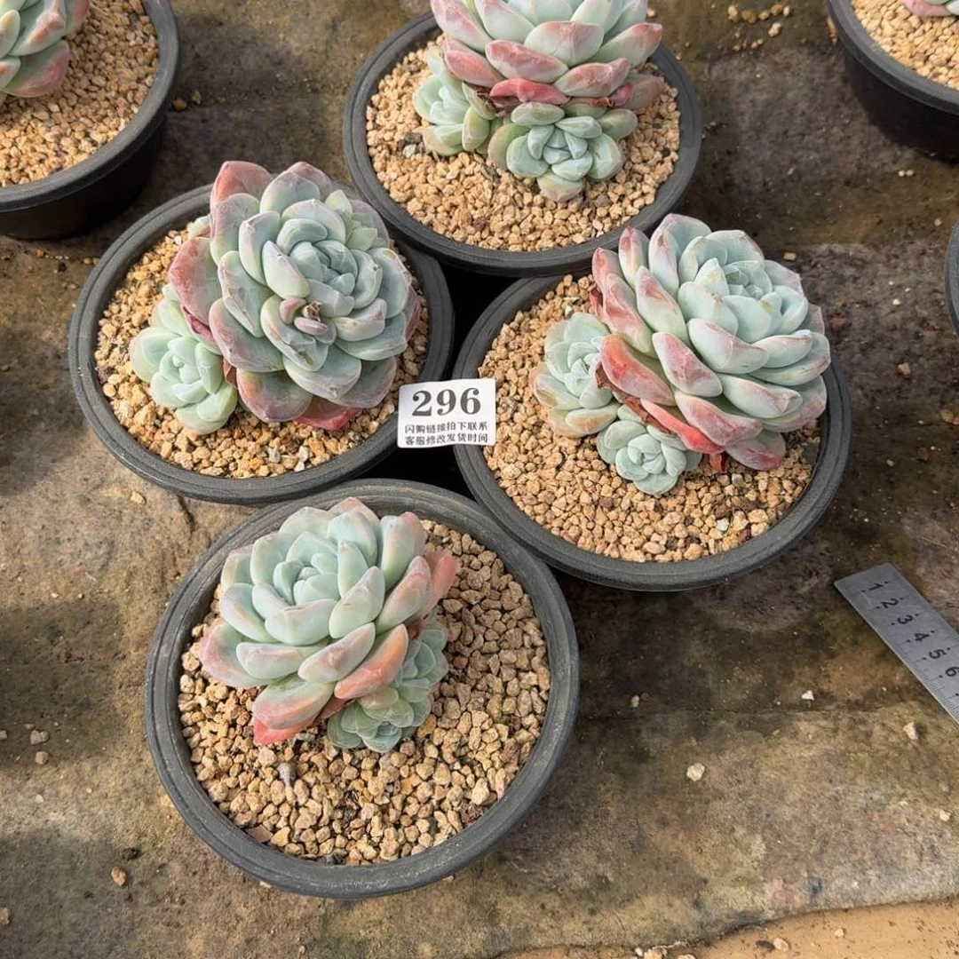 叶***子296冰玉4颗9-11cm左右