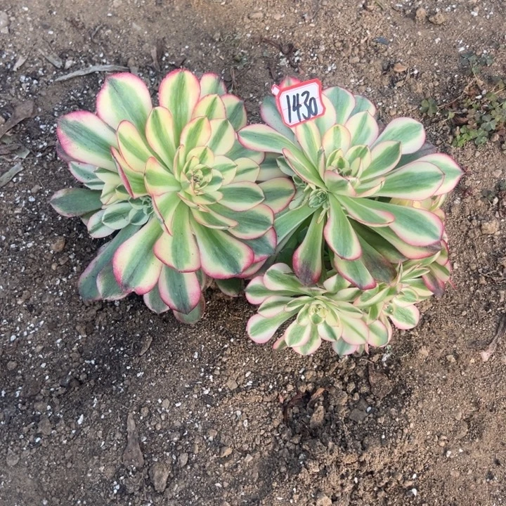 多肉植物1430不售后