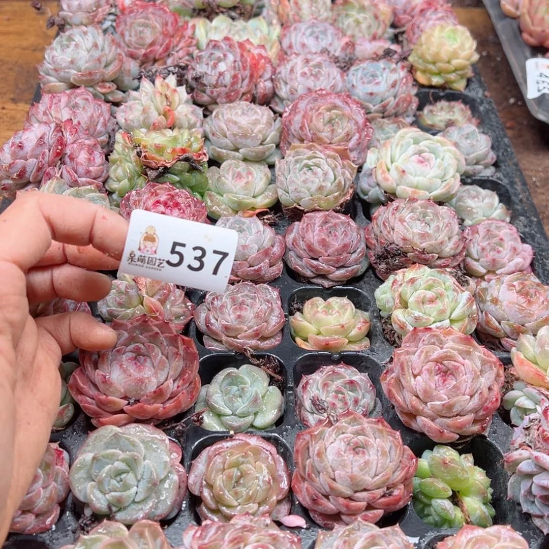 可***s多肉植物多肉植物