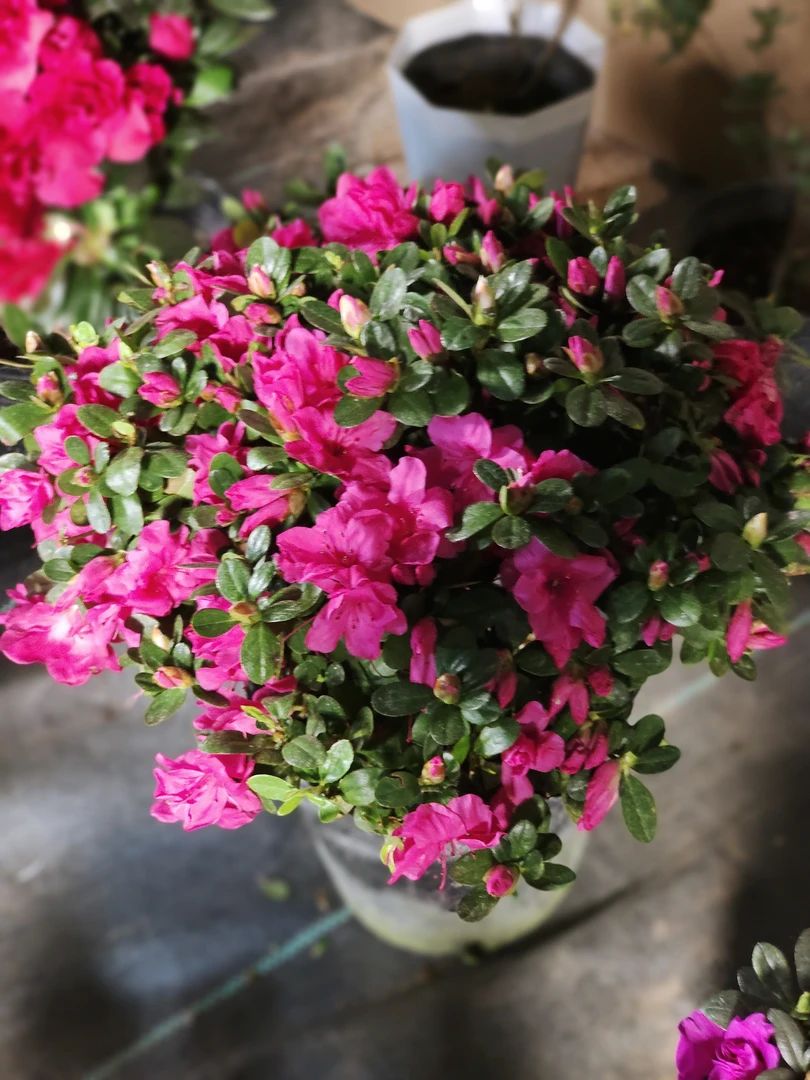 红蜡皮杜鹃花耐寒耐热名贵杜鹃盆栽绿植带花苞