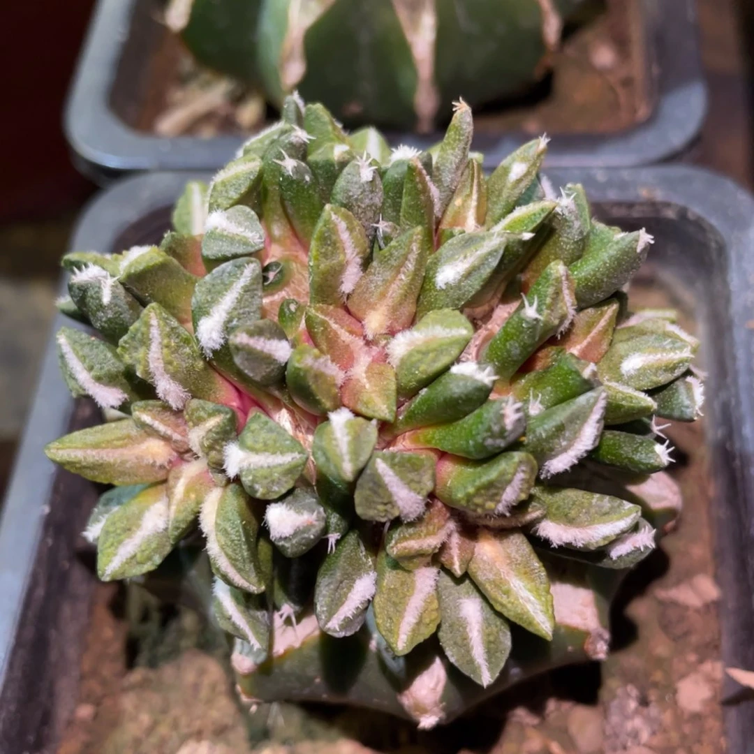 手捧花 黑牡丹锦群体