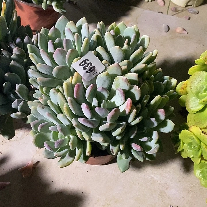 刚***见639灰姑娘多肉植物多肉