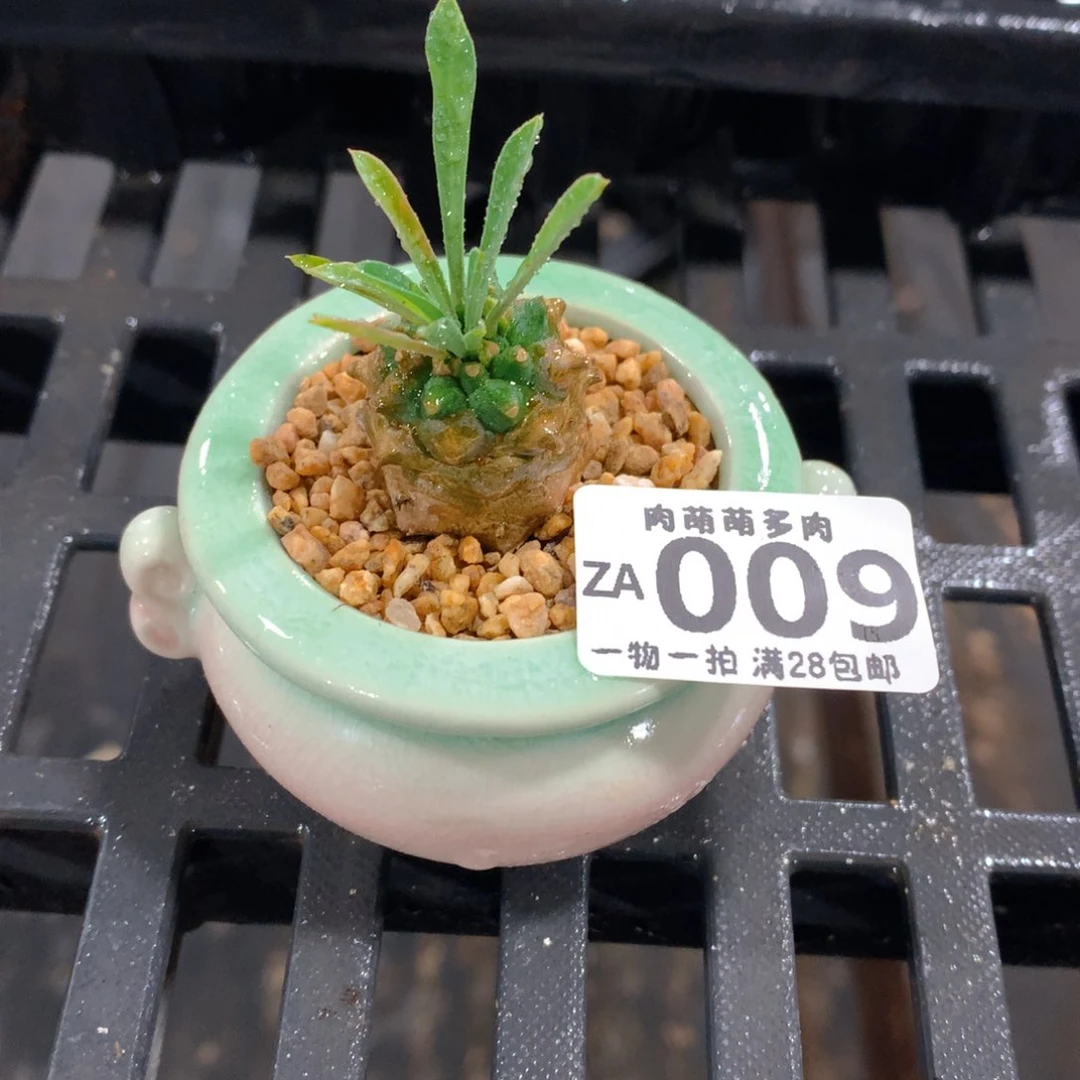 肉萌萌拇指盆精控多肉ZA009