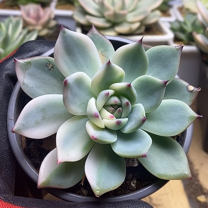 053吉娃娃锦锦锦