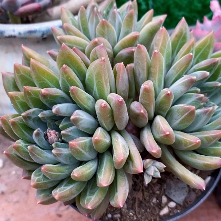 陨石多头整无砍多肉