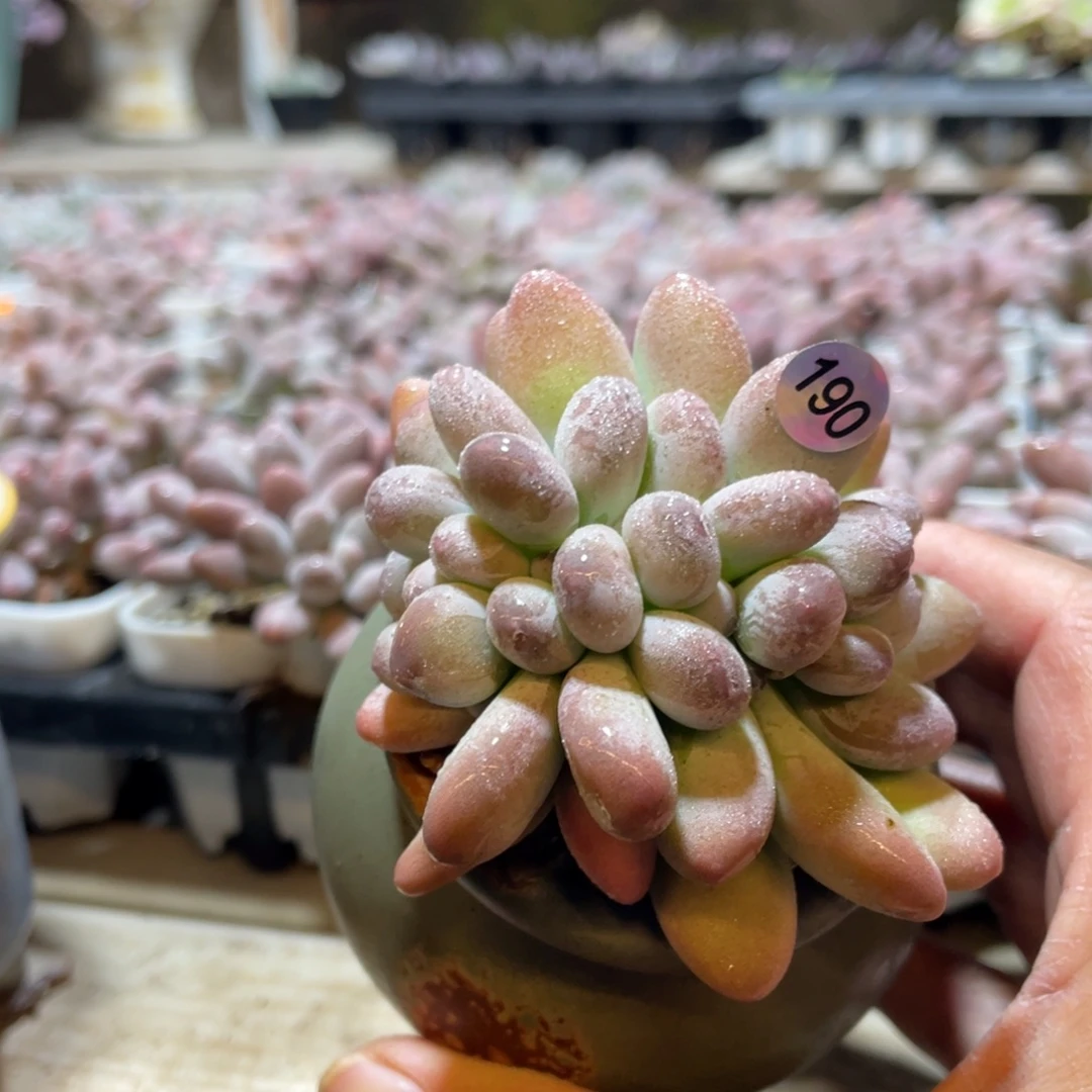 西瓜奶酪缀化多肉植物