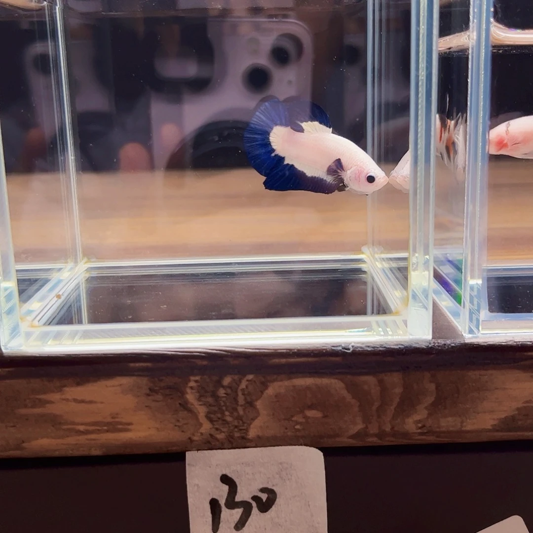 海水宙斯斗鱼竞拍 09-14