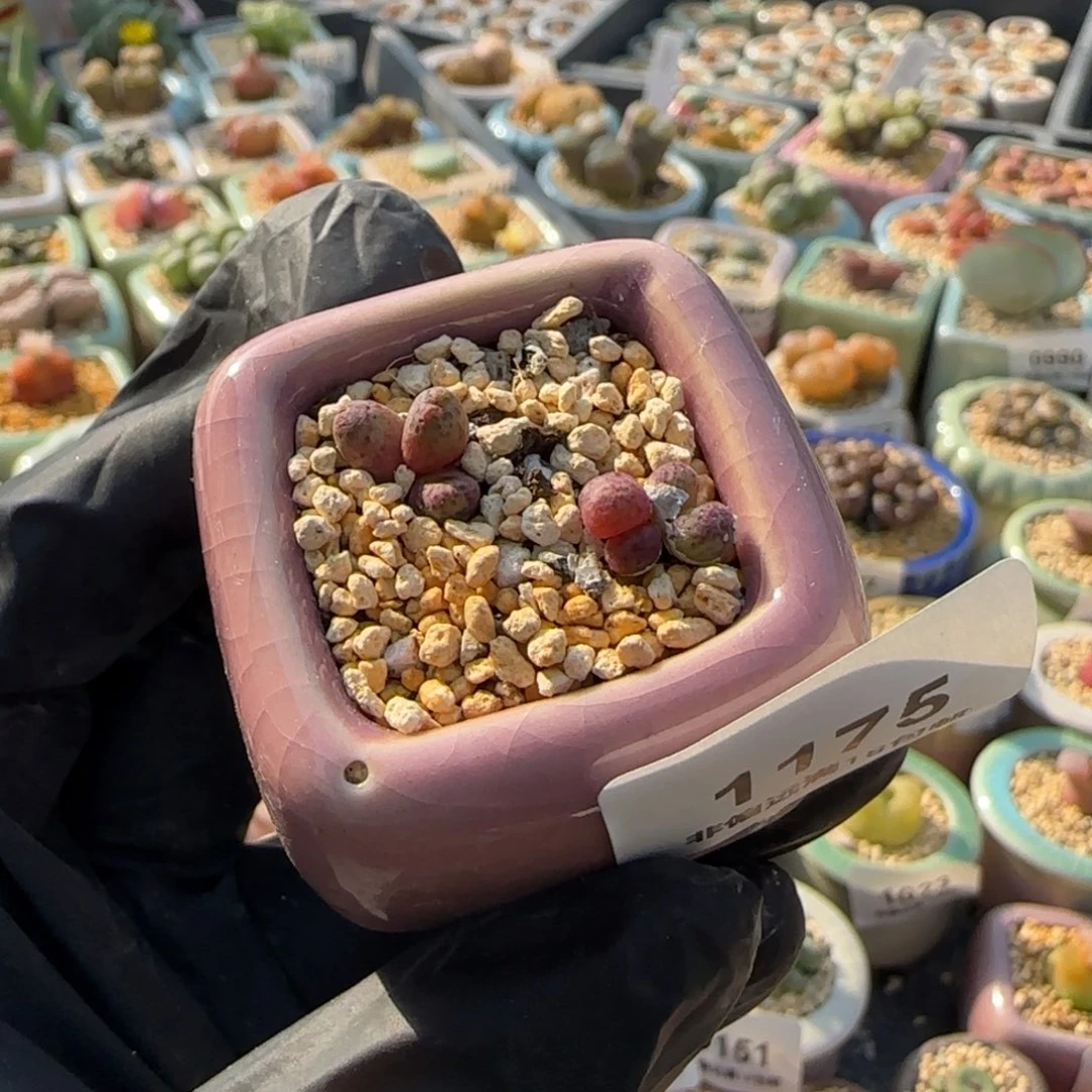 养***亮1175-一物一拍 带盆