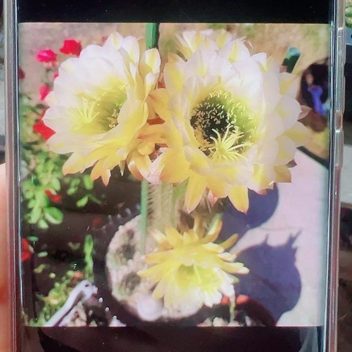 毛花柱六月午侧芽拍一发二