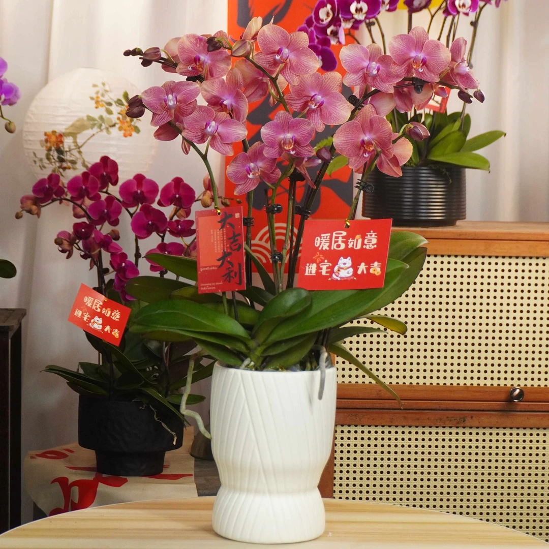 【粉鲑鱼6支】蝴蝶兰鲜花精致组盆 开花株 室内绿植 养兰基地直发