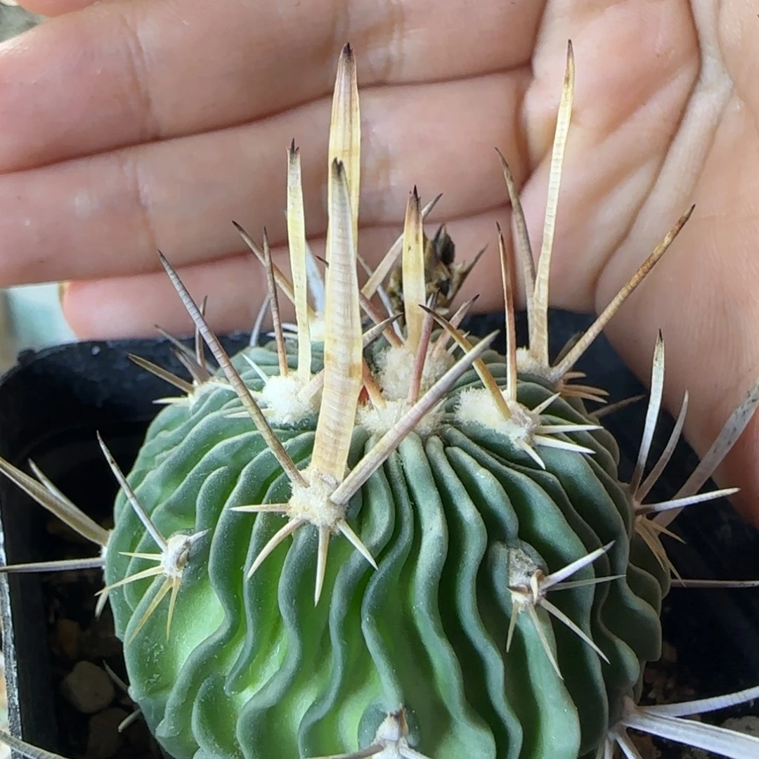 75实生喷泉刺振武玉多肉