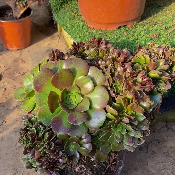 爱****3柠檬玫瑰缀化1颗多肉