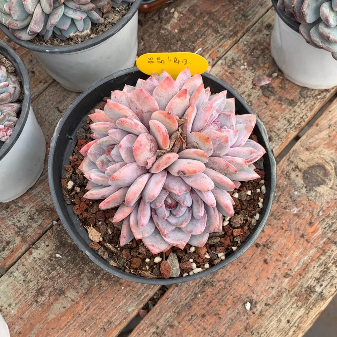 品*001.00014.000016