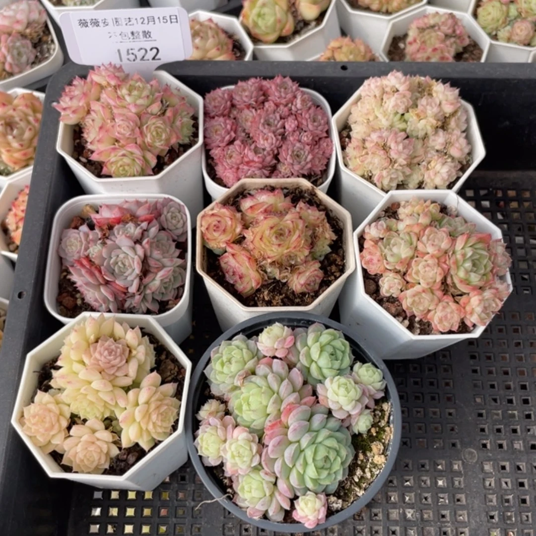 不包整散 盆子不售后1522