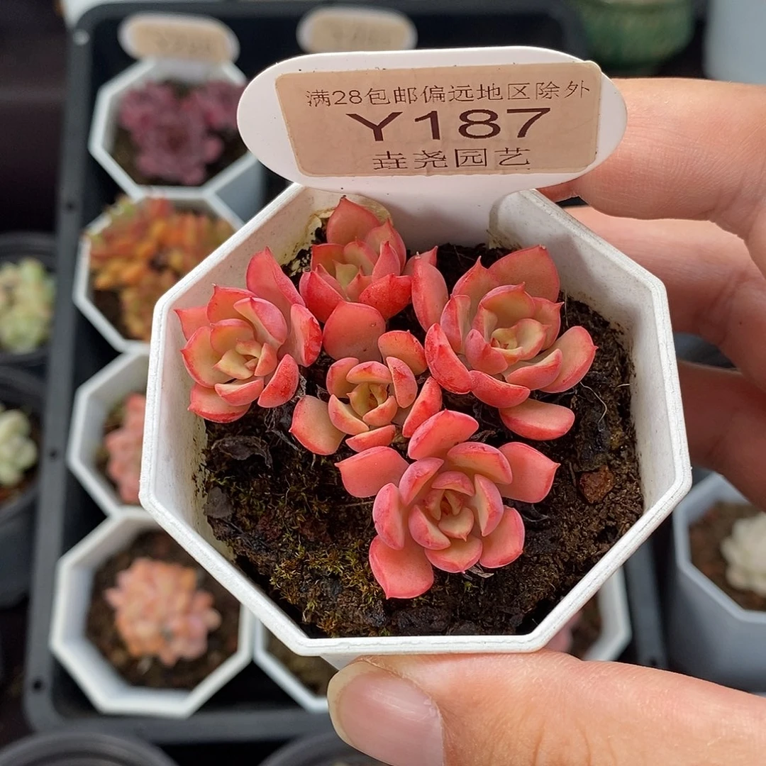 0187 高贵 群 不包整 5cm